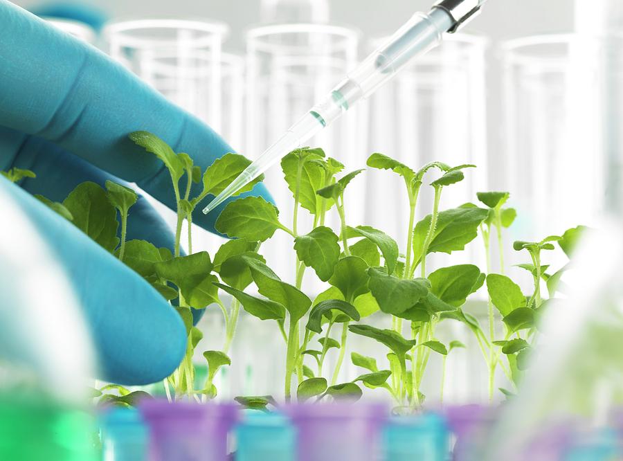plant biotech
